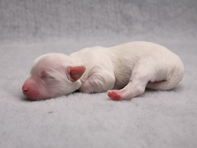 Bichon Havanais hvalpe - Kennel Miki Nanoq